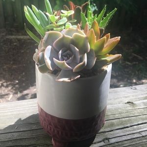 Ceramic pot for white burgundy garden